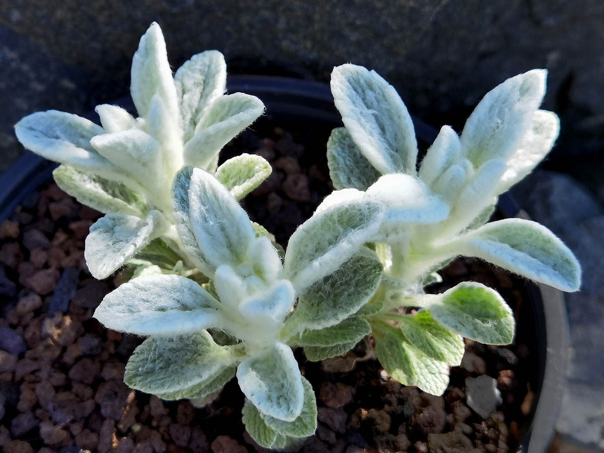 Stachys horvaticii en fleurs sur des pentes rocheuses sèches en Macédoine du Nord